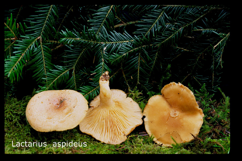 Lactarius aspideus-amf1099.jpg - Lactarius aspideus ; Syn: Lactarius uvidus var.aspideus ; Nom français: Lactaire des saules